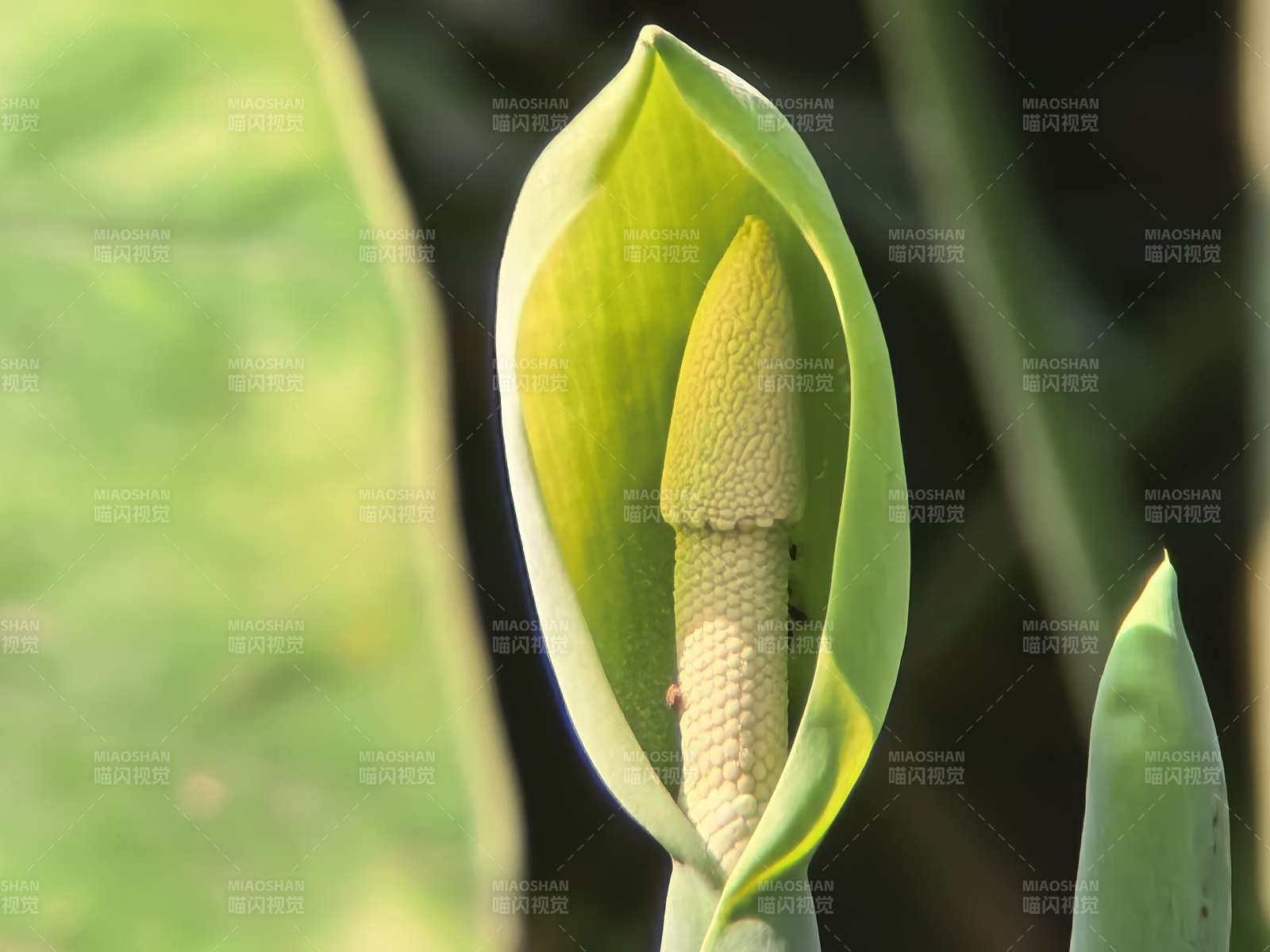 绿叶包裹的花苞图片