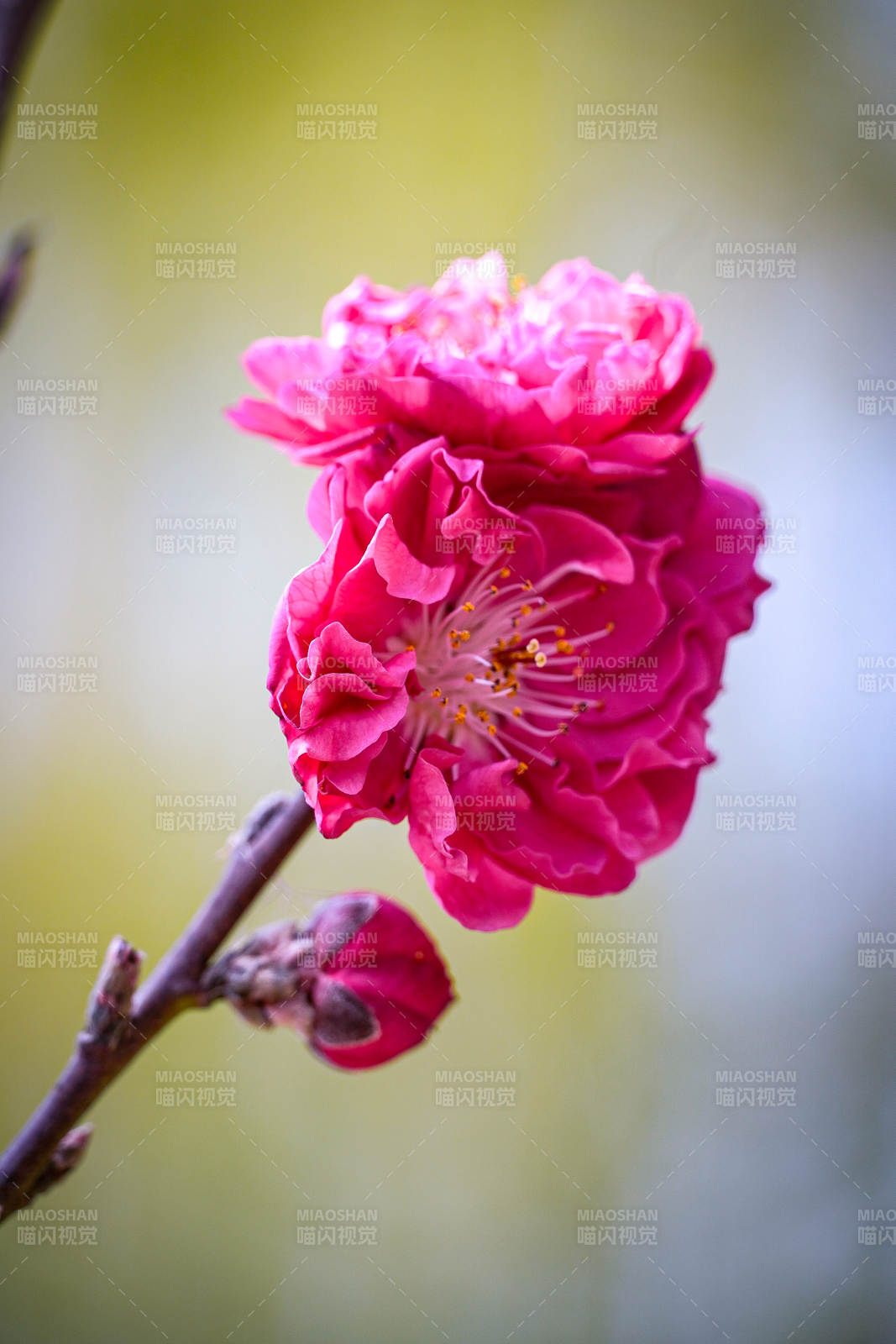 粉红桃花绽放枝头图片
