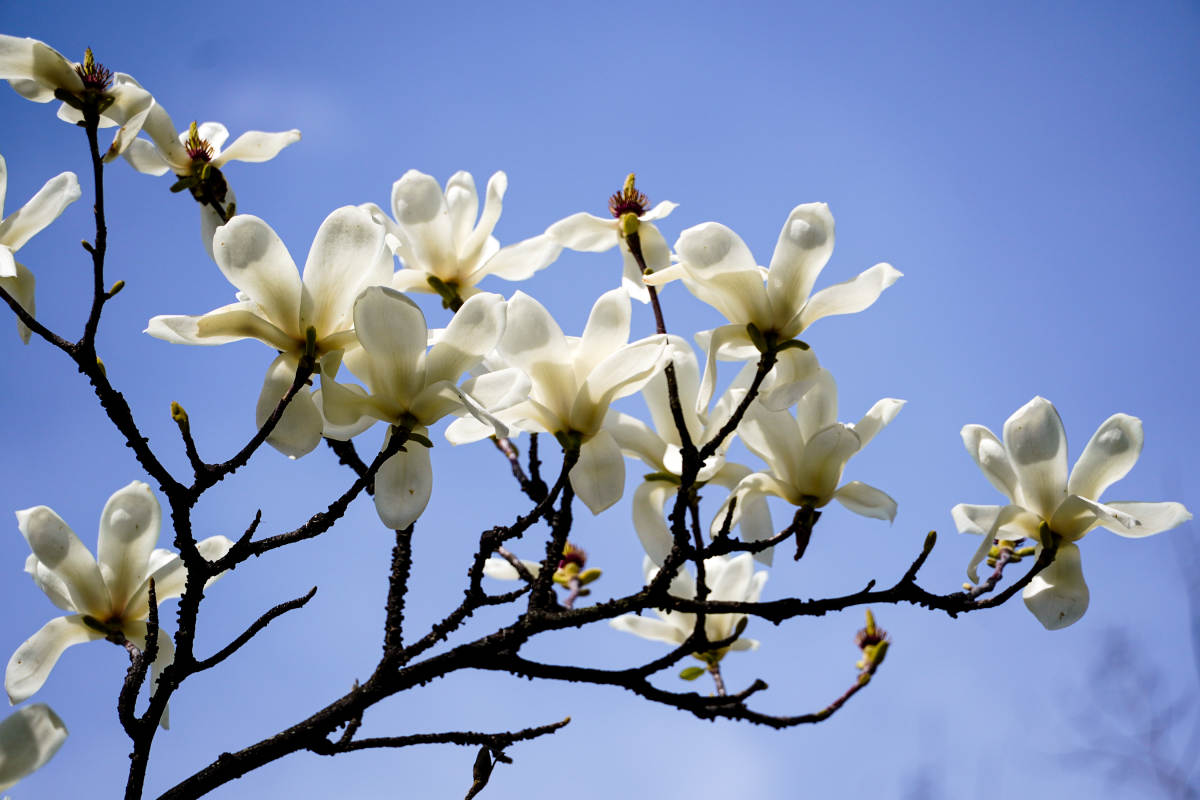 玉兰花绽放蓝天图片