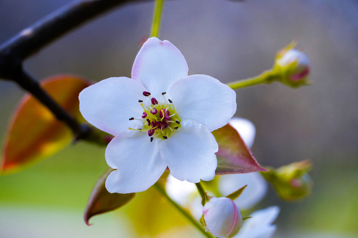 梨花绽放枝头图片