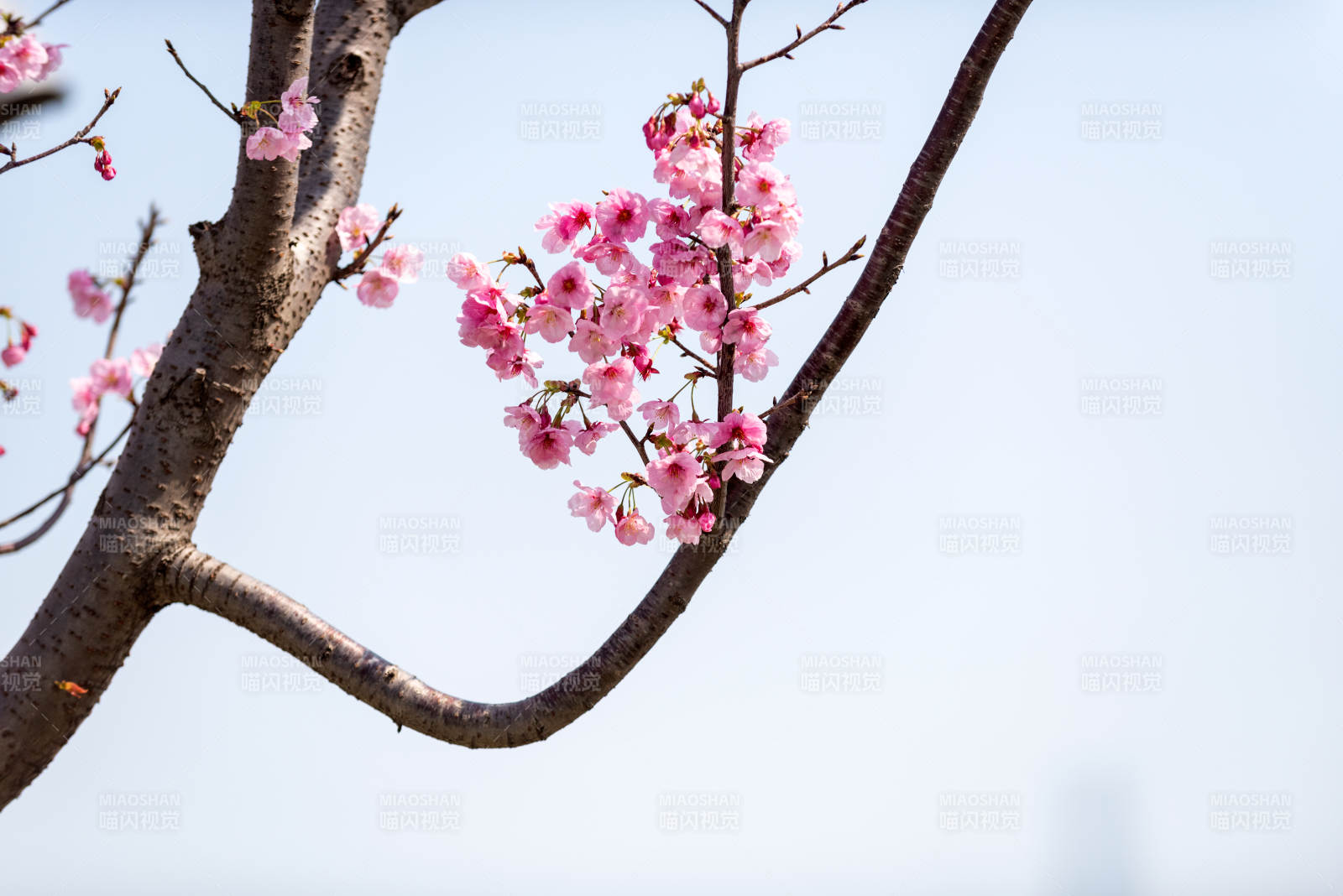 樱花绽放枝头图片