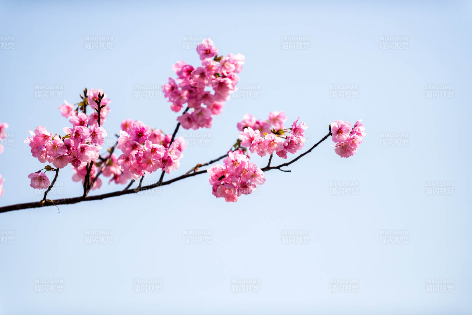 樱花绽放枝头图片