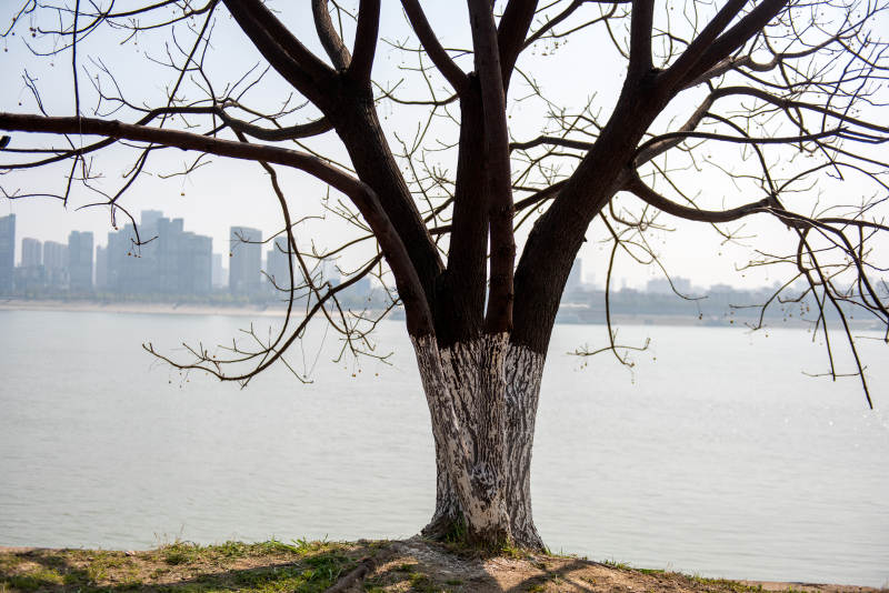 江畔孤树映城景图片