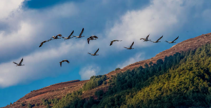 飞鸟掠山峦图片