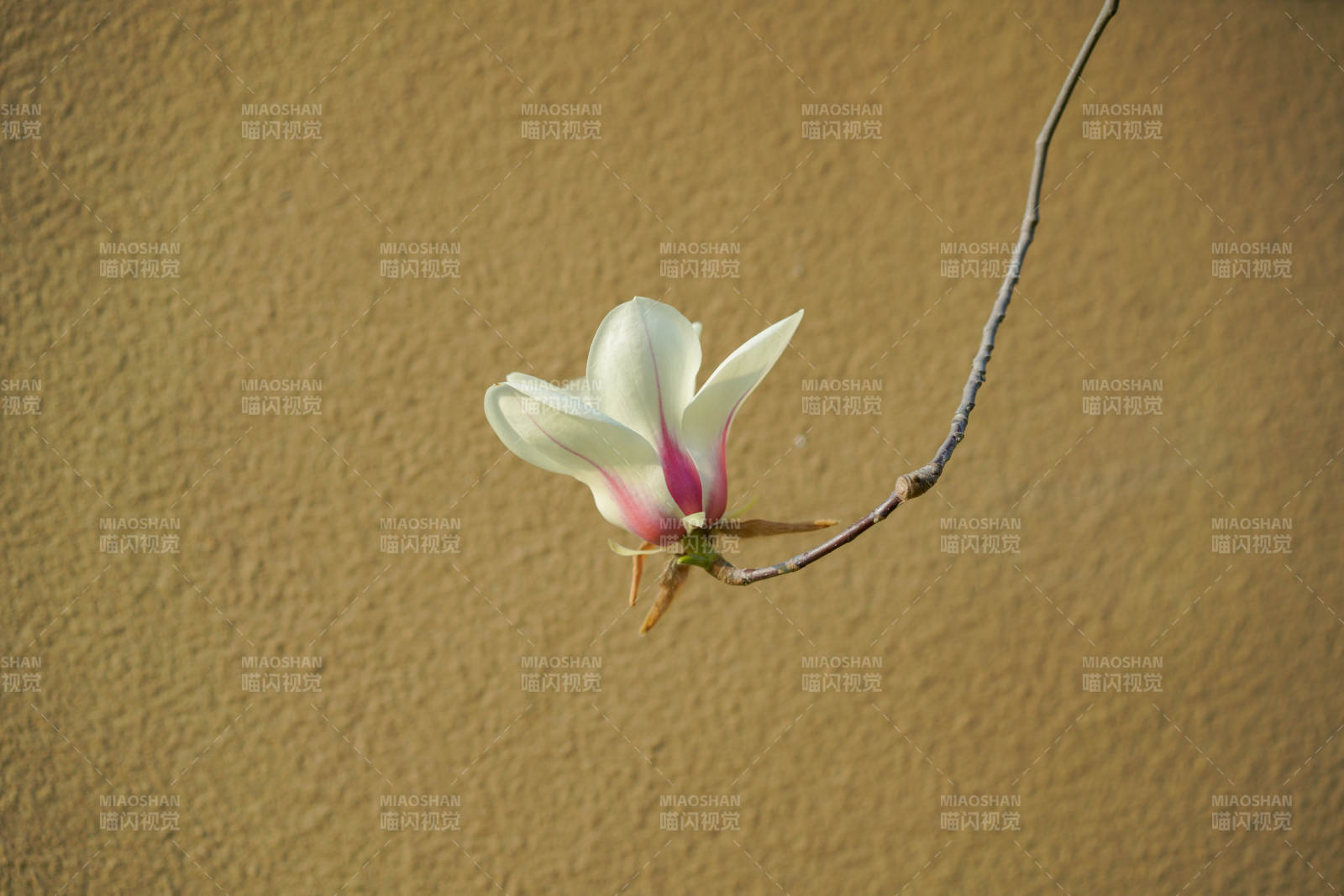 孤枝独放玉兰花图片