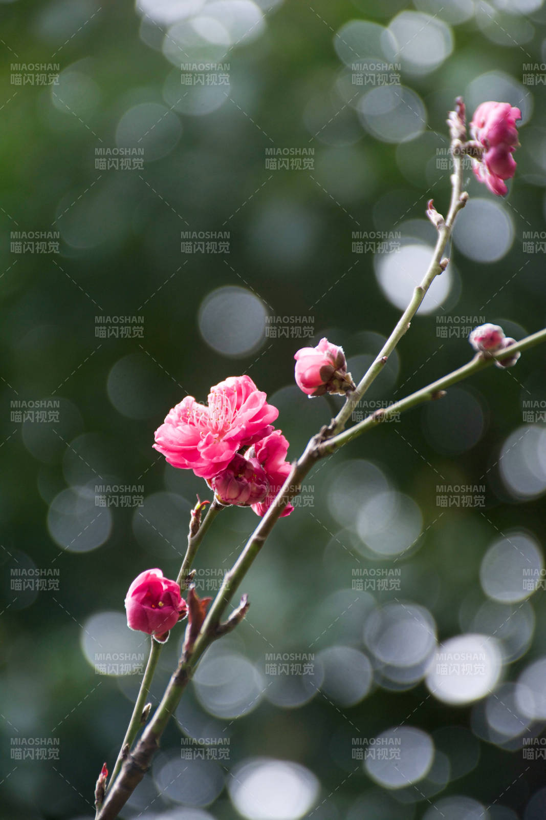 梅花绽放枝头图片