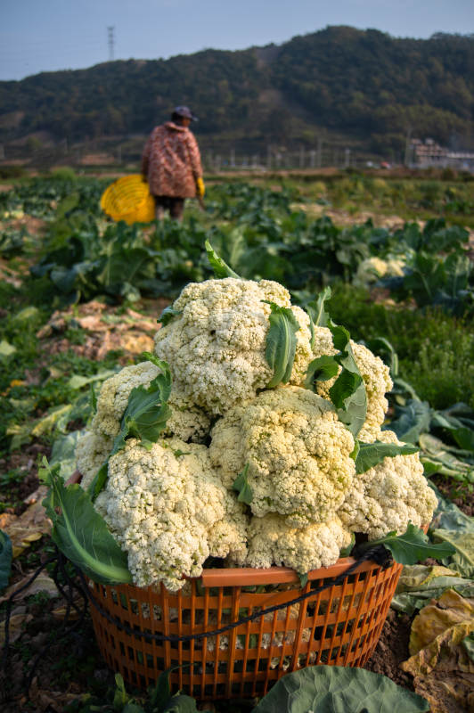 丰收的花椰菜图片