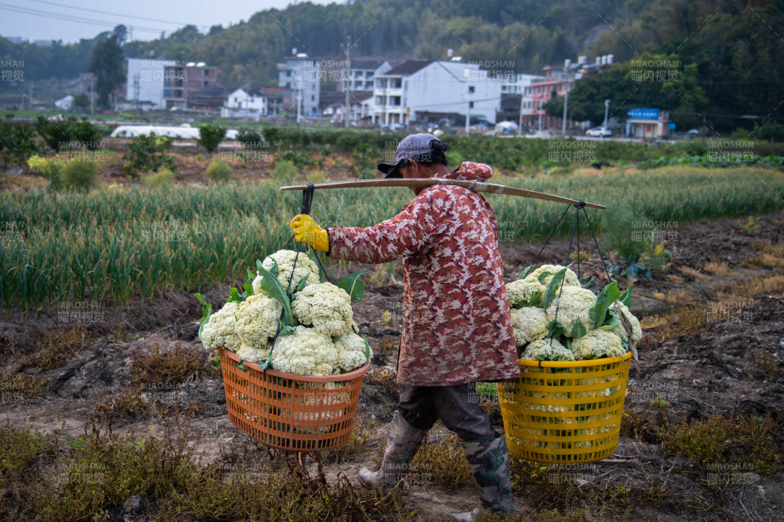 农夫挑菜归家图片
