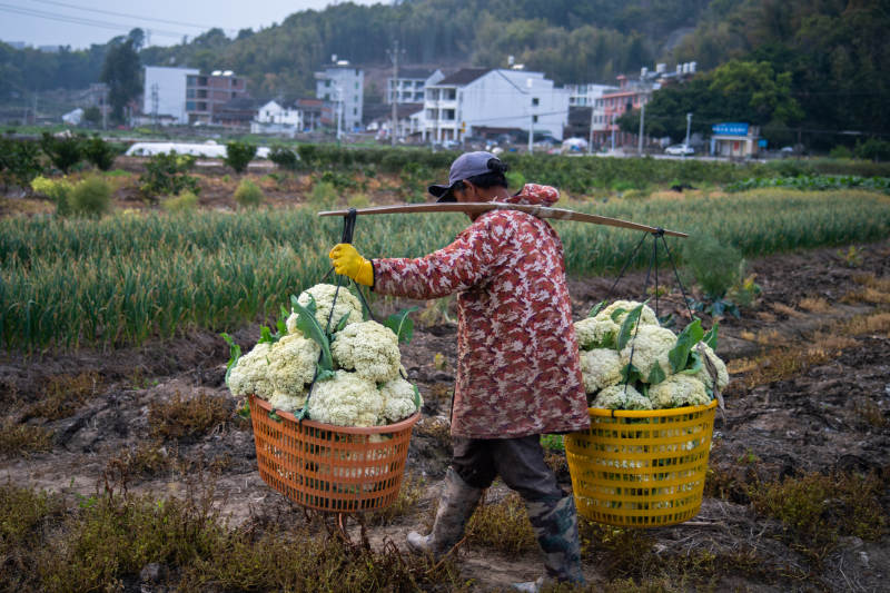 农夫挑菜归家图片