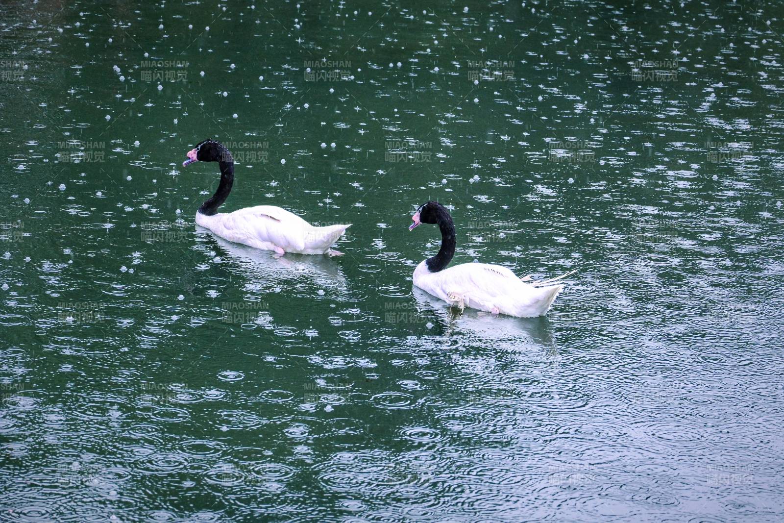 黑颈天鹅湖上悠游图片