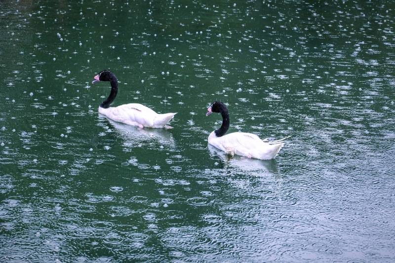 黑颈天鹅湖上悠游图片