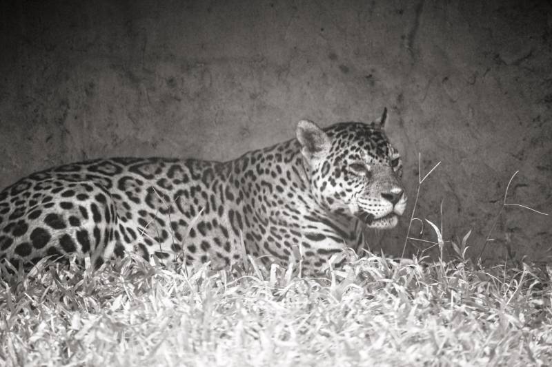 夜豹静卧草丛中图片