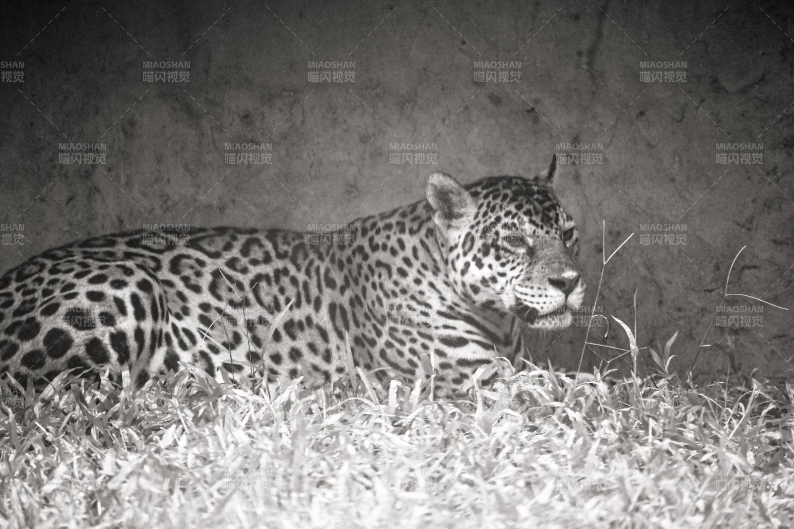 夜豹静卧草丛中图片
