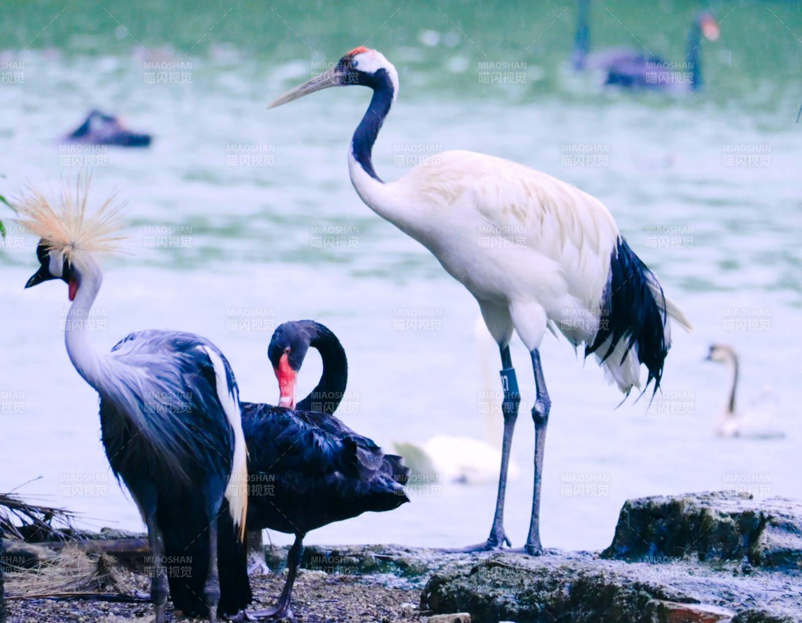 湖畔三鸟共舞图片