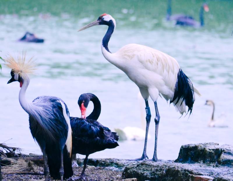 湖畔三鸟共舞图片