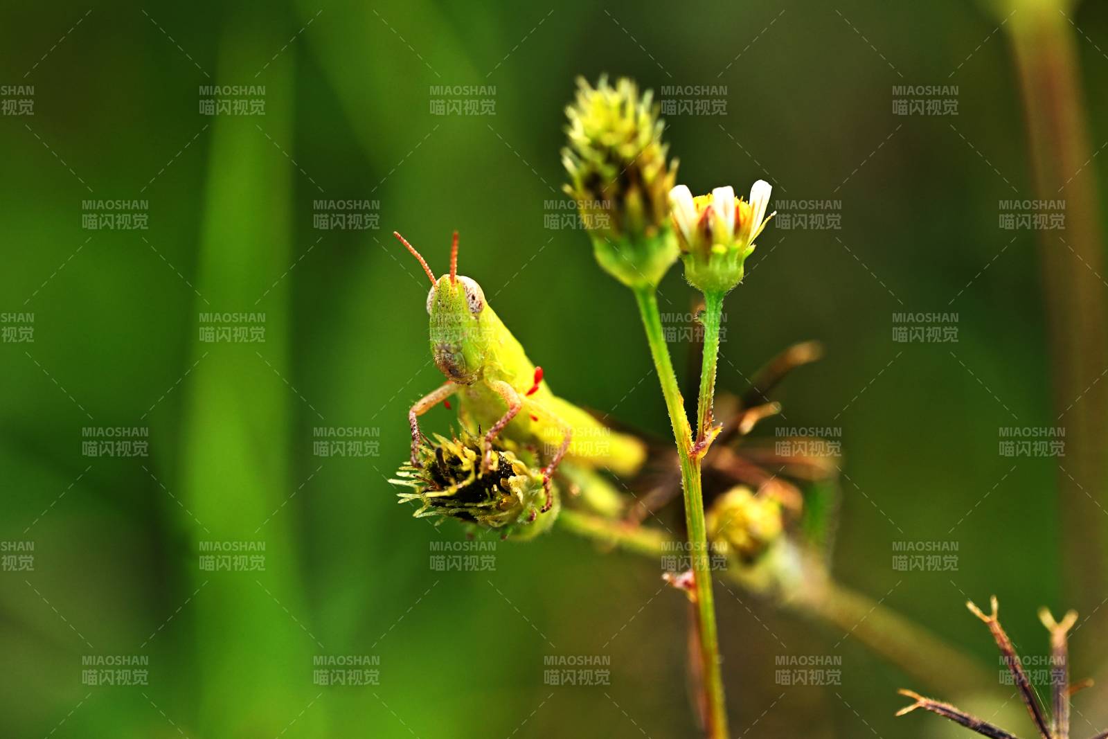 绿蚱蜢栖花枝图片