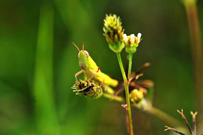 绿蚱蜢栖花枝图片