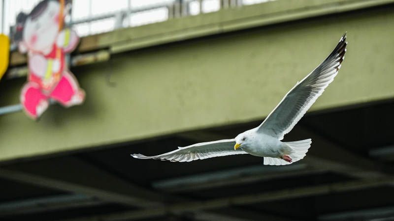 飞翔的海鸥图片