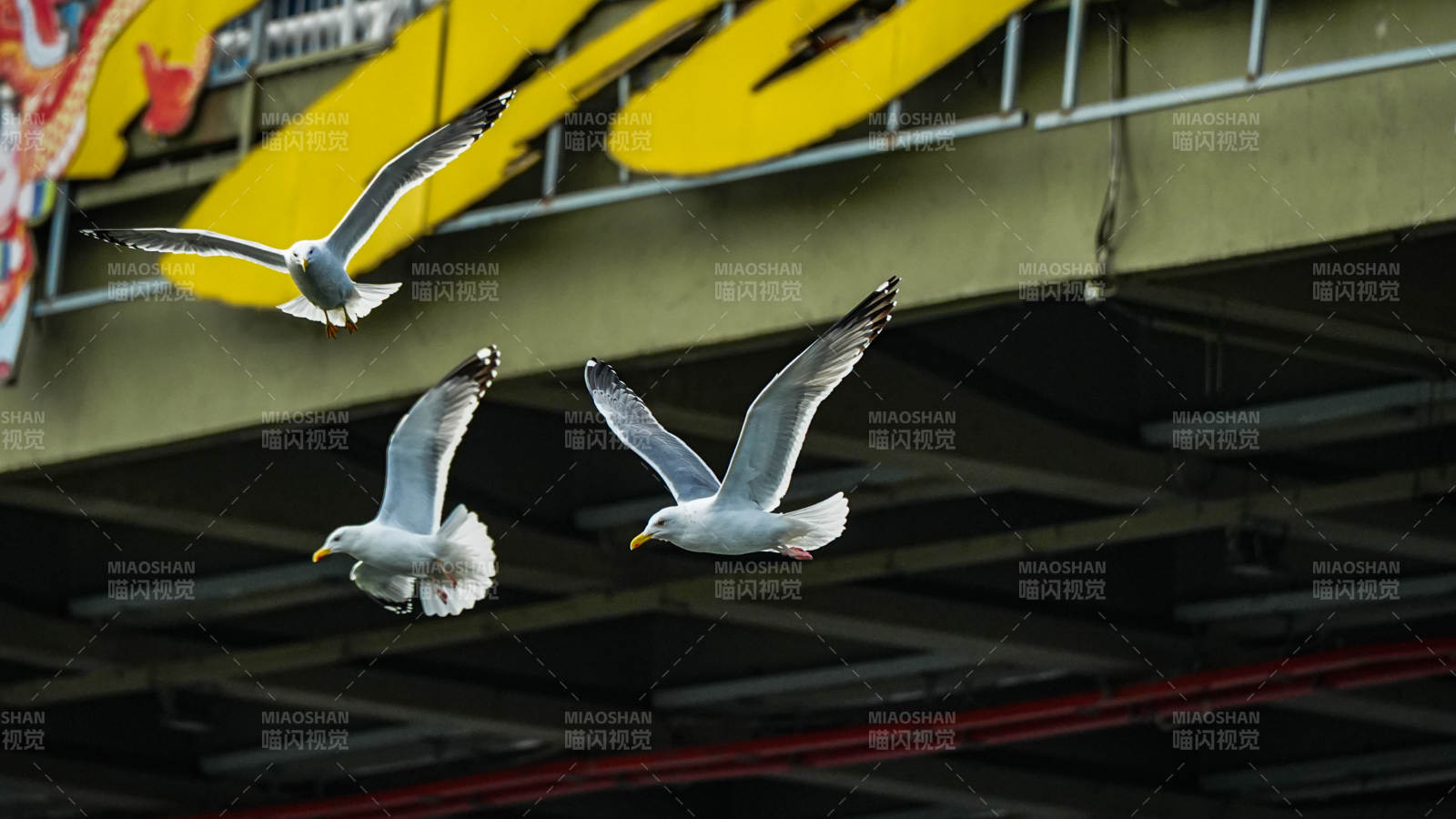 三只海鸥飞翔图片