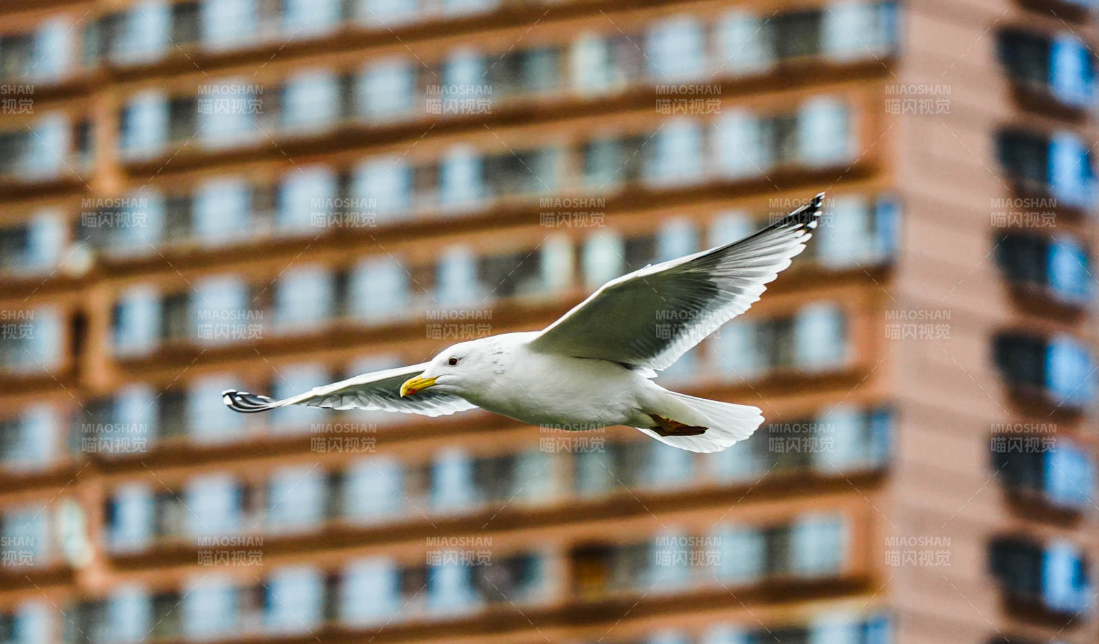 海鸥翱翔城市上空图片