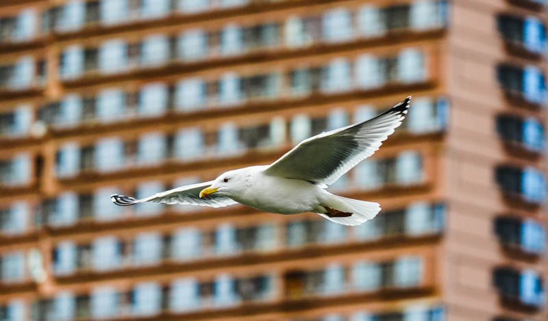 海鸥翱翔城市上空图片