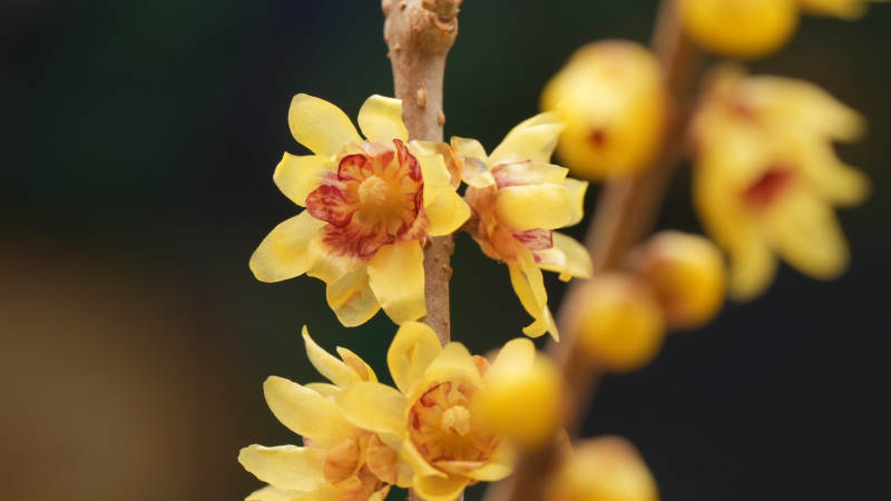 腊梅绽放枝头图片