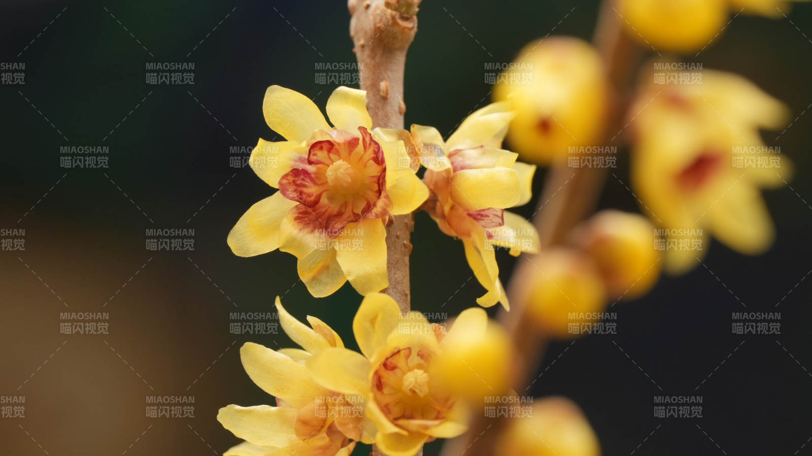 腊梅绽放枝头图片