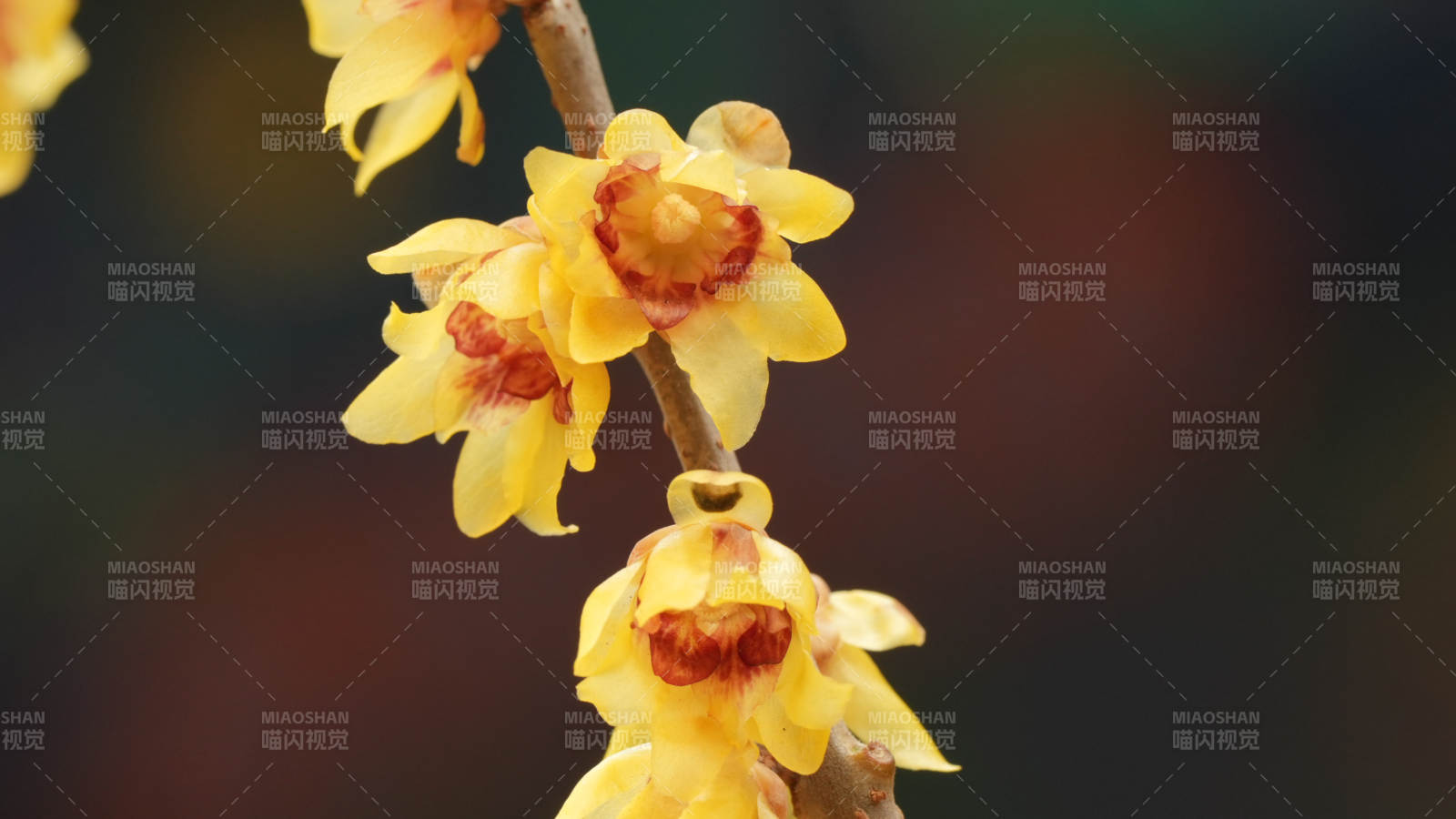 蜡梅绽放枝头图片