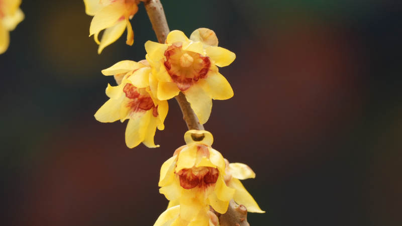 蜡梅绽放枝头图片