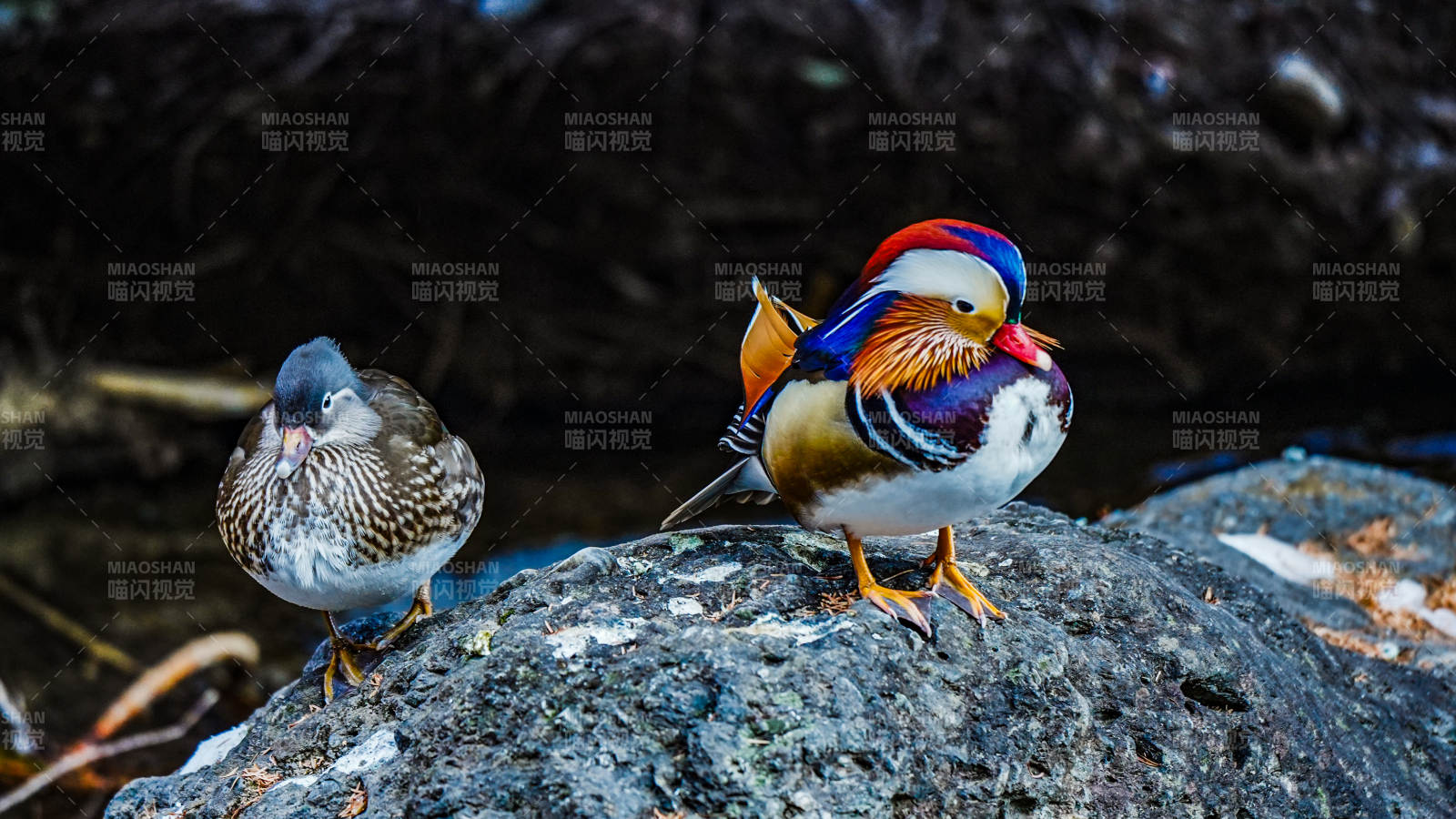 鸳鸯栖石 色彩斑斓图片