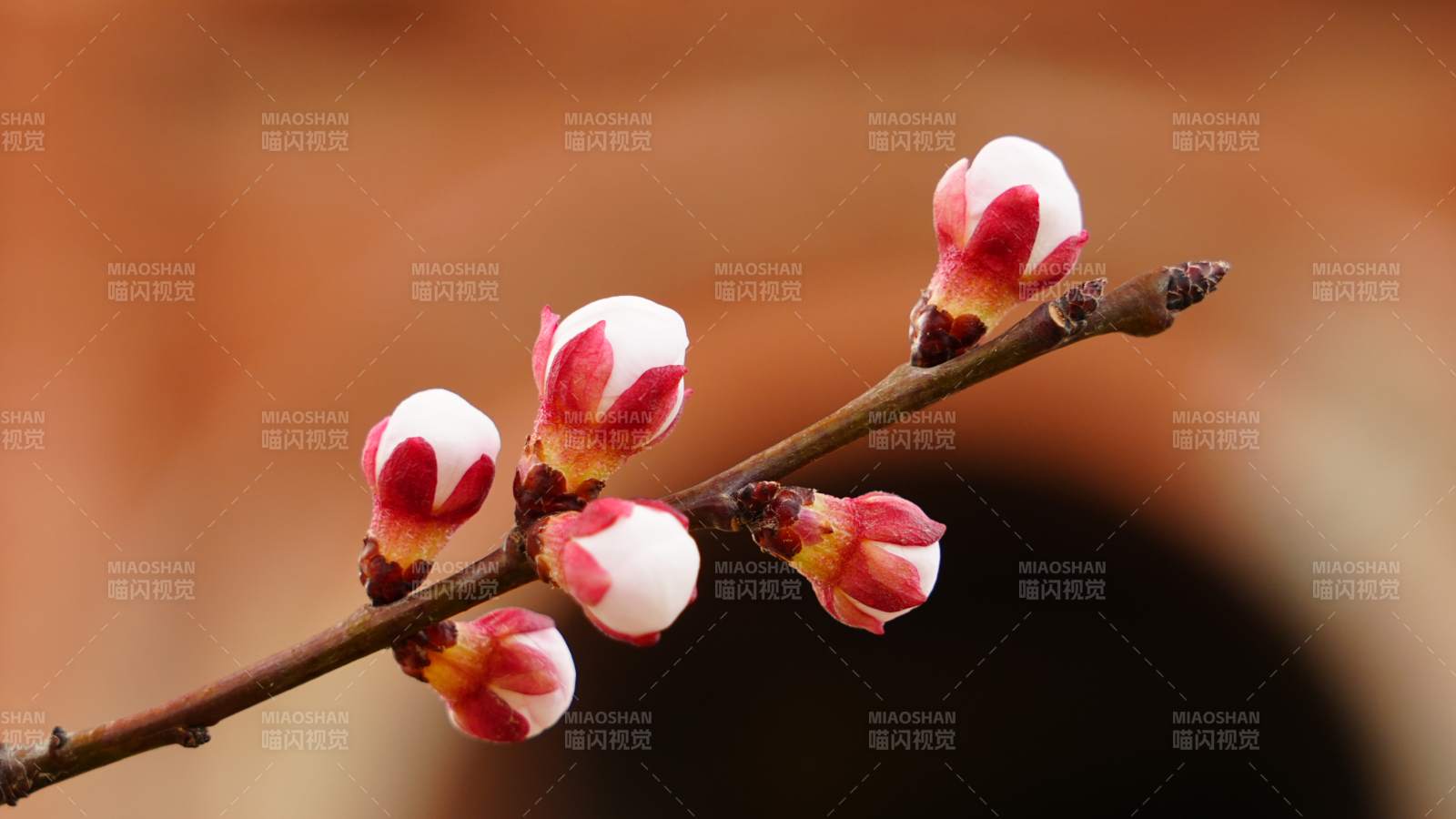 梅花绽放枝头图片