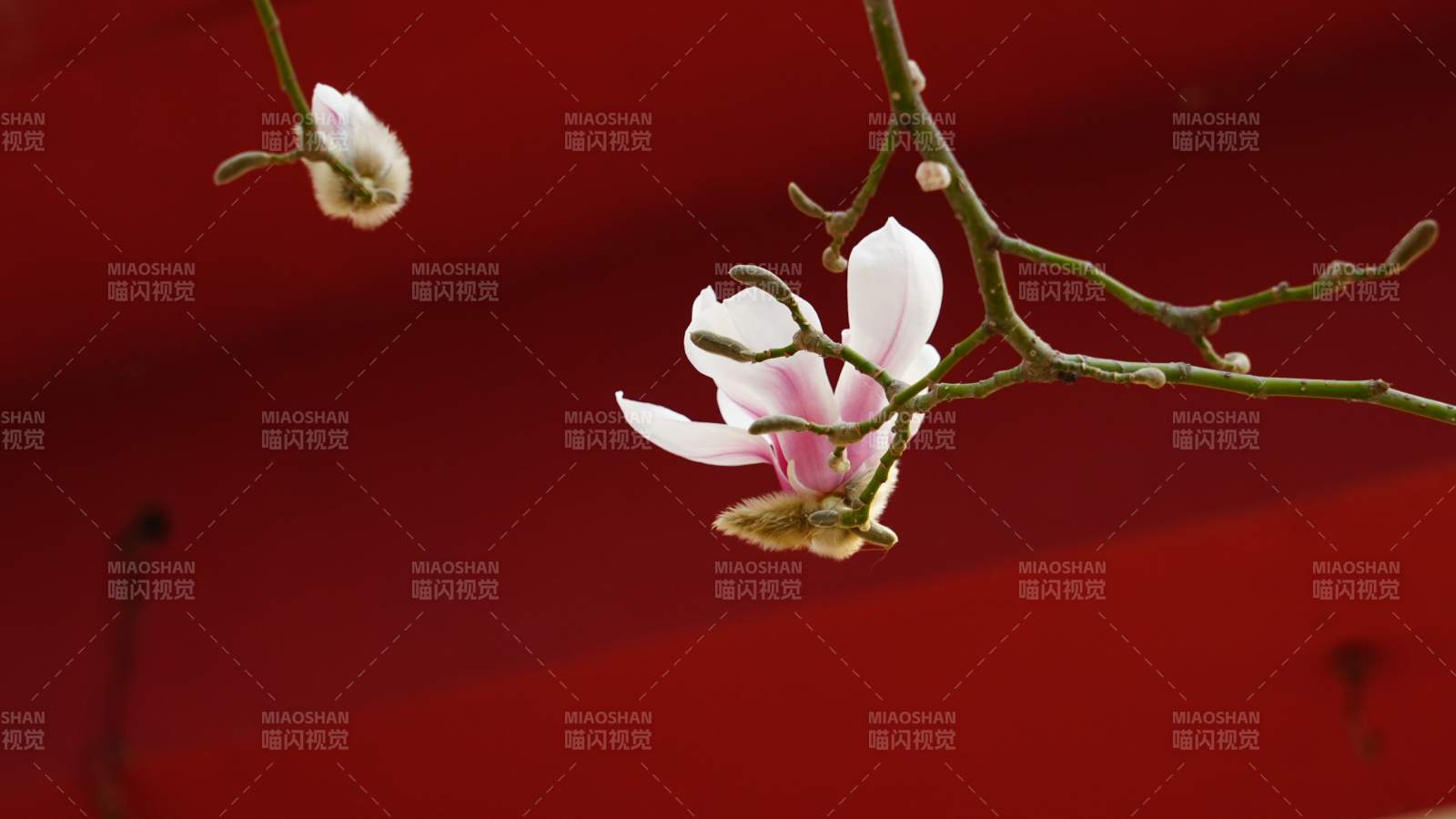 玉兰绽放枝头图片