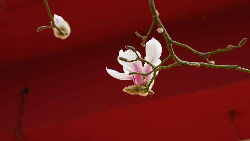 玉兰绽放枝头图片