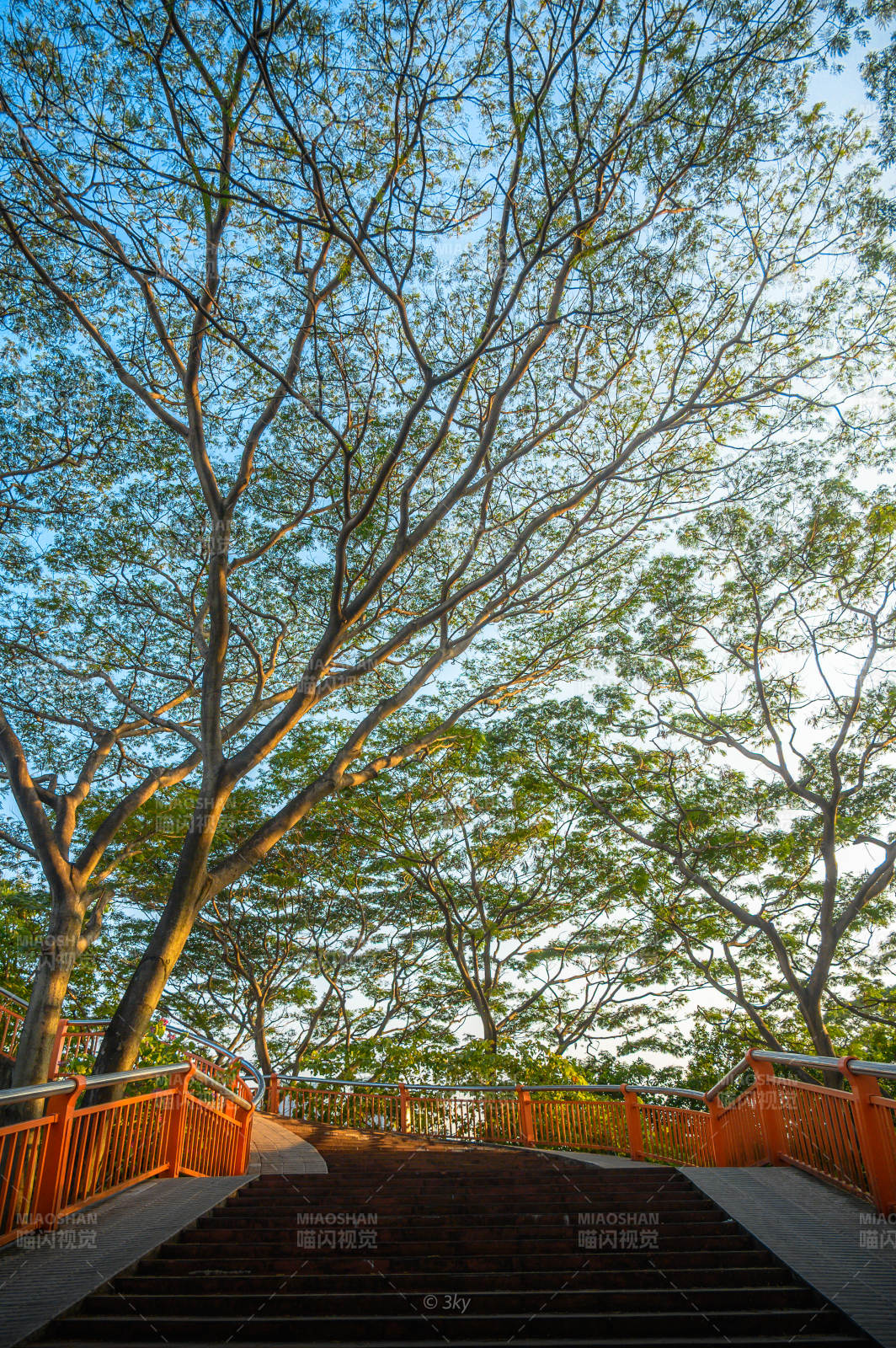 林间阶梯通幽处图片