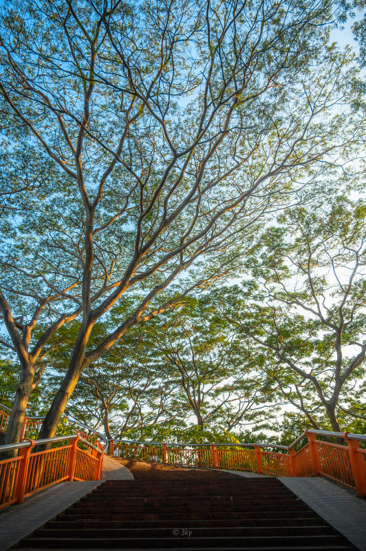 林间阶梯通幽处图片