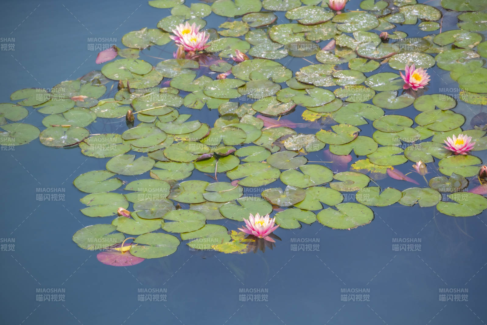荷花点缀碧水图片