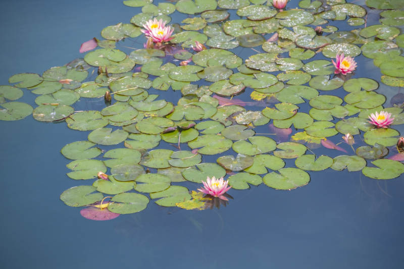 荷花点缀碧水图片