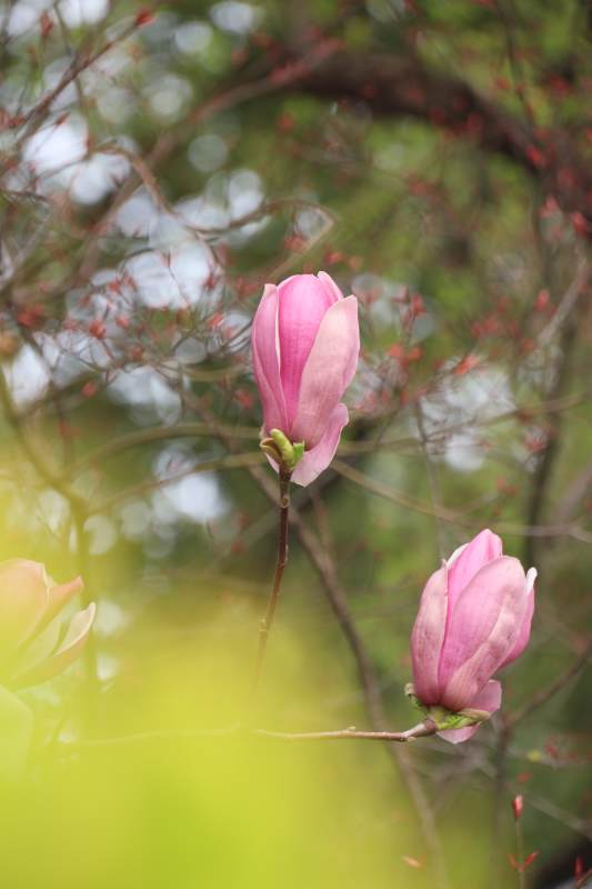 粉花绽放春意浓图片