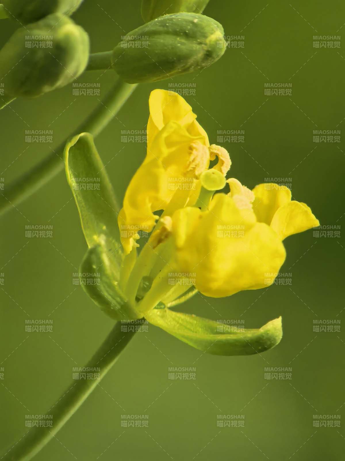 油菜花绽放图片