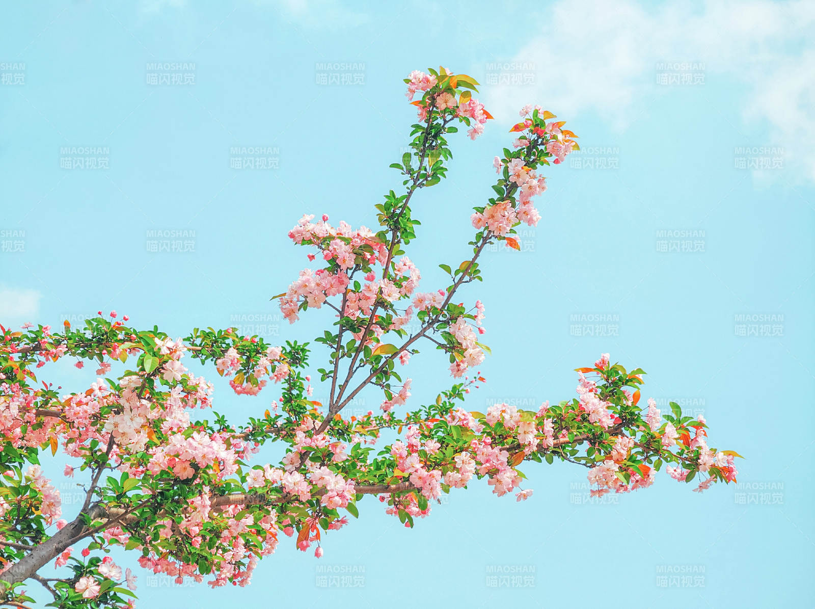 樱花绽放春日美图片