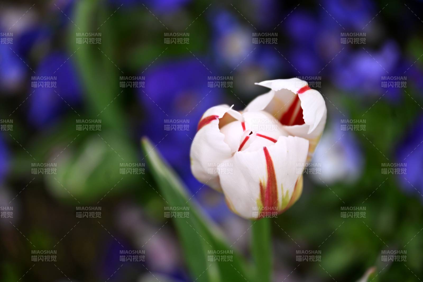 白红相间郁金香图片