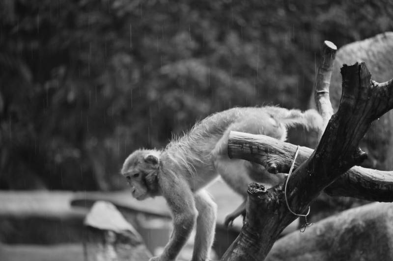 雨中猴影图片