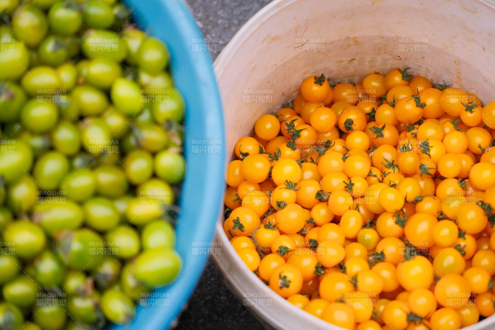 绿黄小番茄图片