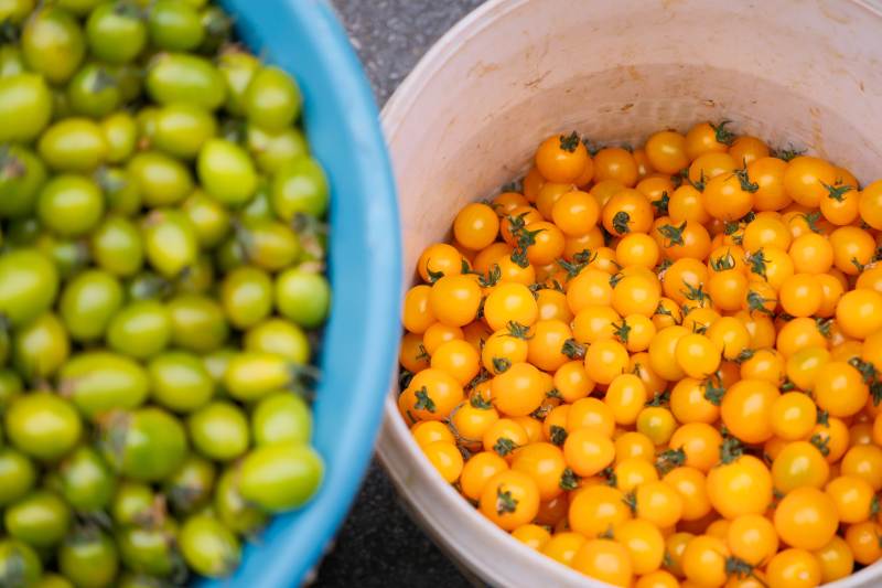 绿黄小番茄图片