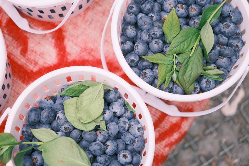 蓝莓丰收图图片