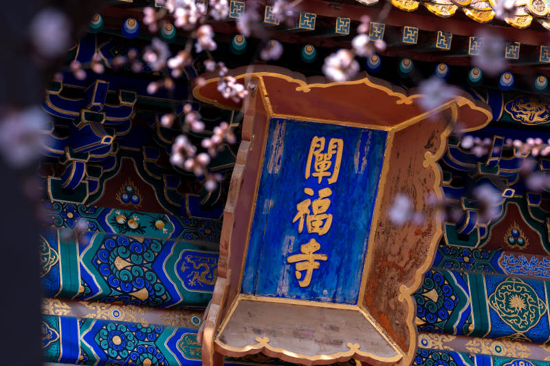 闽福寺春景图片