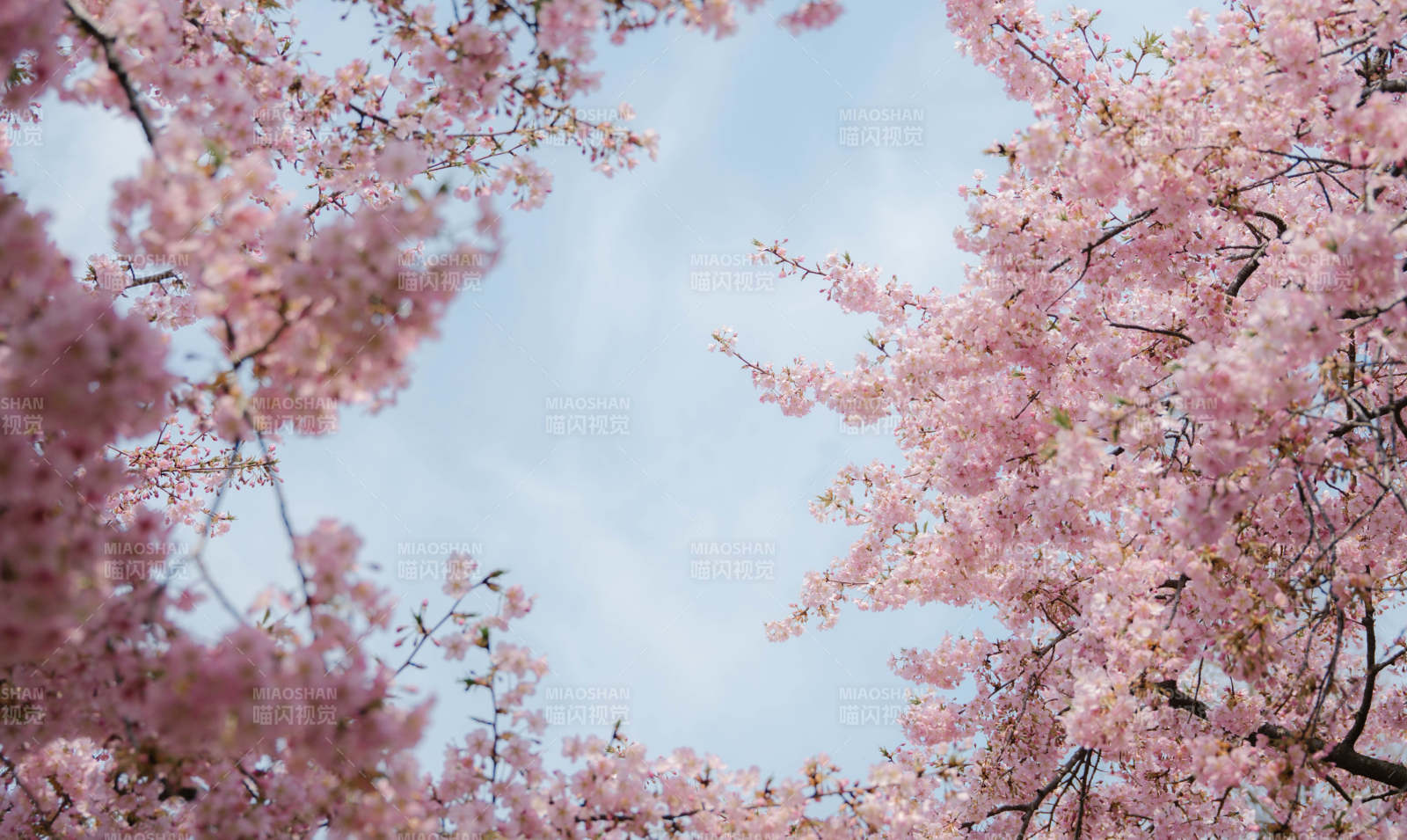 樱花绽放 春意盎然图片