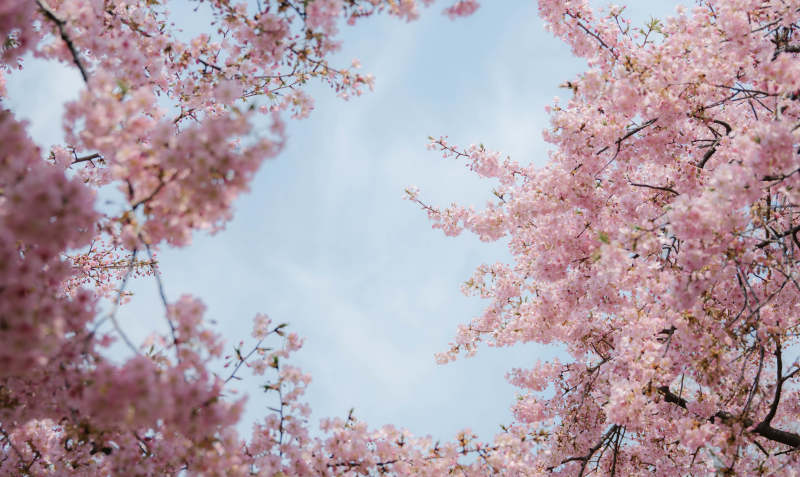 樱花绽放 春意盎然图片