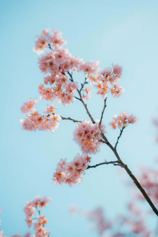 樱花绽放春日美图片