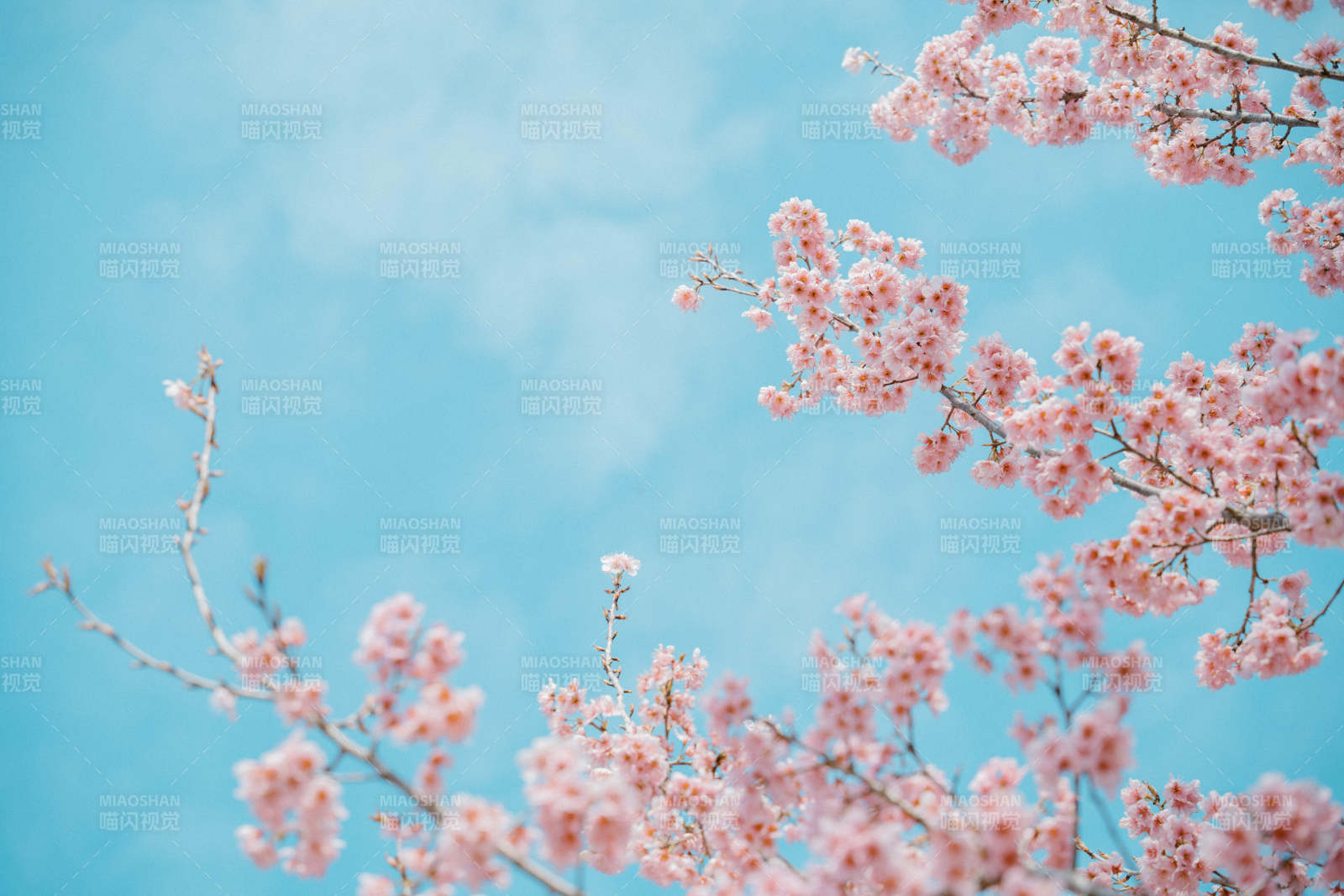 樱花绽放春日景图片